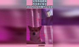 狗哥爆料狗粮视频播放,狗粮视频播放背后的秘密